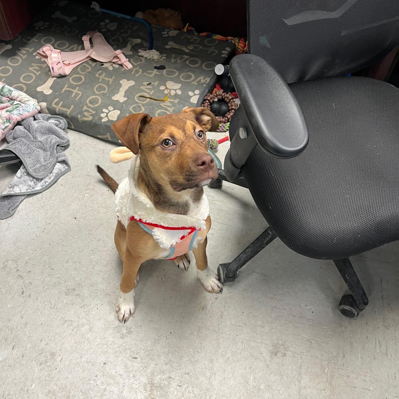 Donnie Barko , a ADOPTABLE mixed breed in St Thomas, ON image 5/6