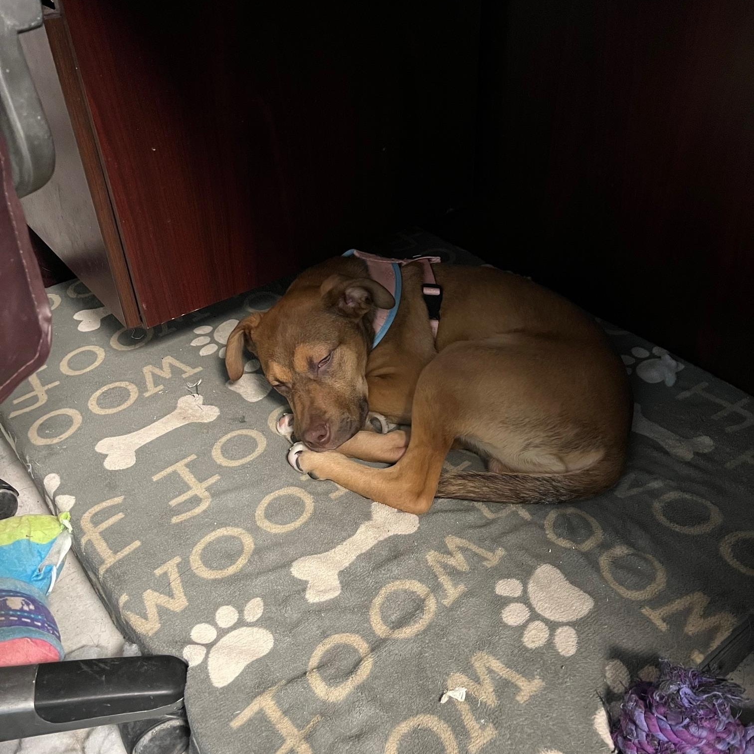 Donnie Barko , a ADOPTABLE mixed breed in St Thomas, ON image 6/6