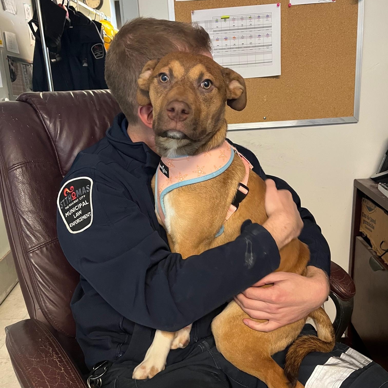 Donnie Barko , a ADOPTABLE mixed breed in St Thomas, ON image 2/6