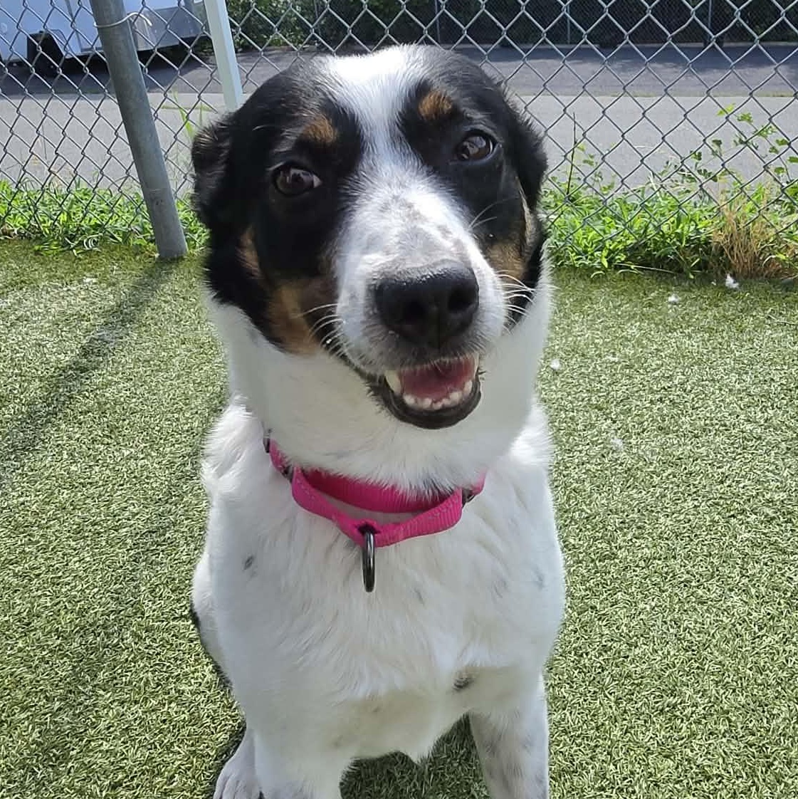 Daphne, a ADOPTABLE Border Collie in Fall River, MA image 2/2