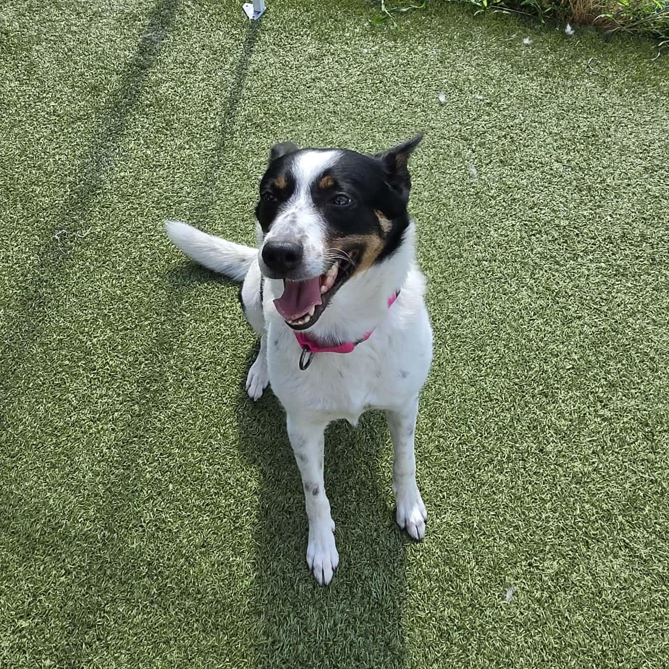 Daphne, ADOPTABLE, Senior Female Border Collie.