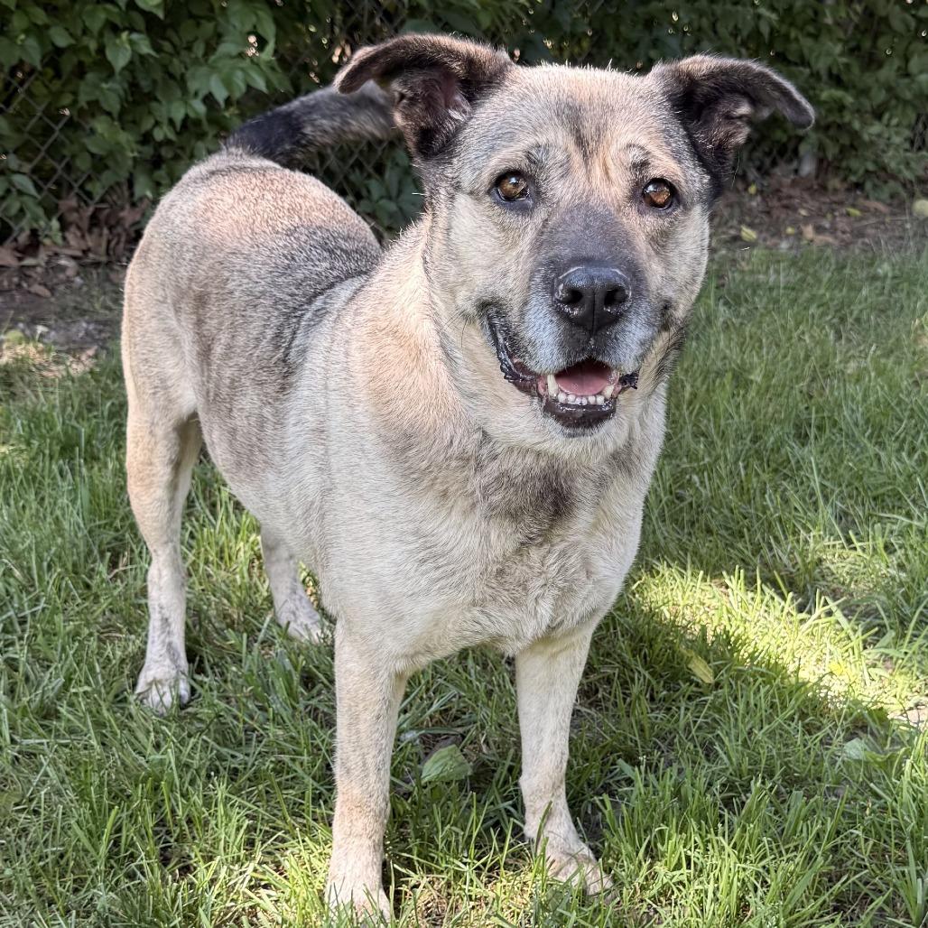 Apricot, Adoptable, Senior Female Shepherd & Mixed Breed.