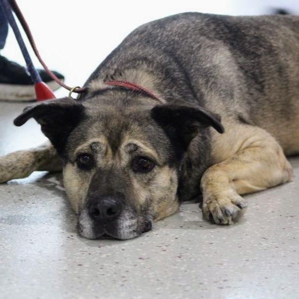 Enlarge Apricot, a Adoptable mixed breed in Indianapolis, IN image 2/6