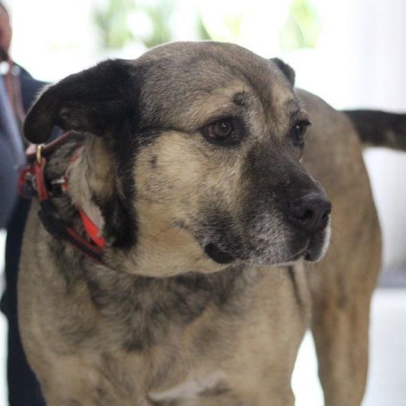Enlarge Apricot, a Adoptable mixed breed in Indianapolis, IN image 3/6