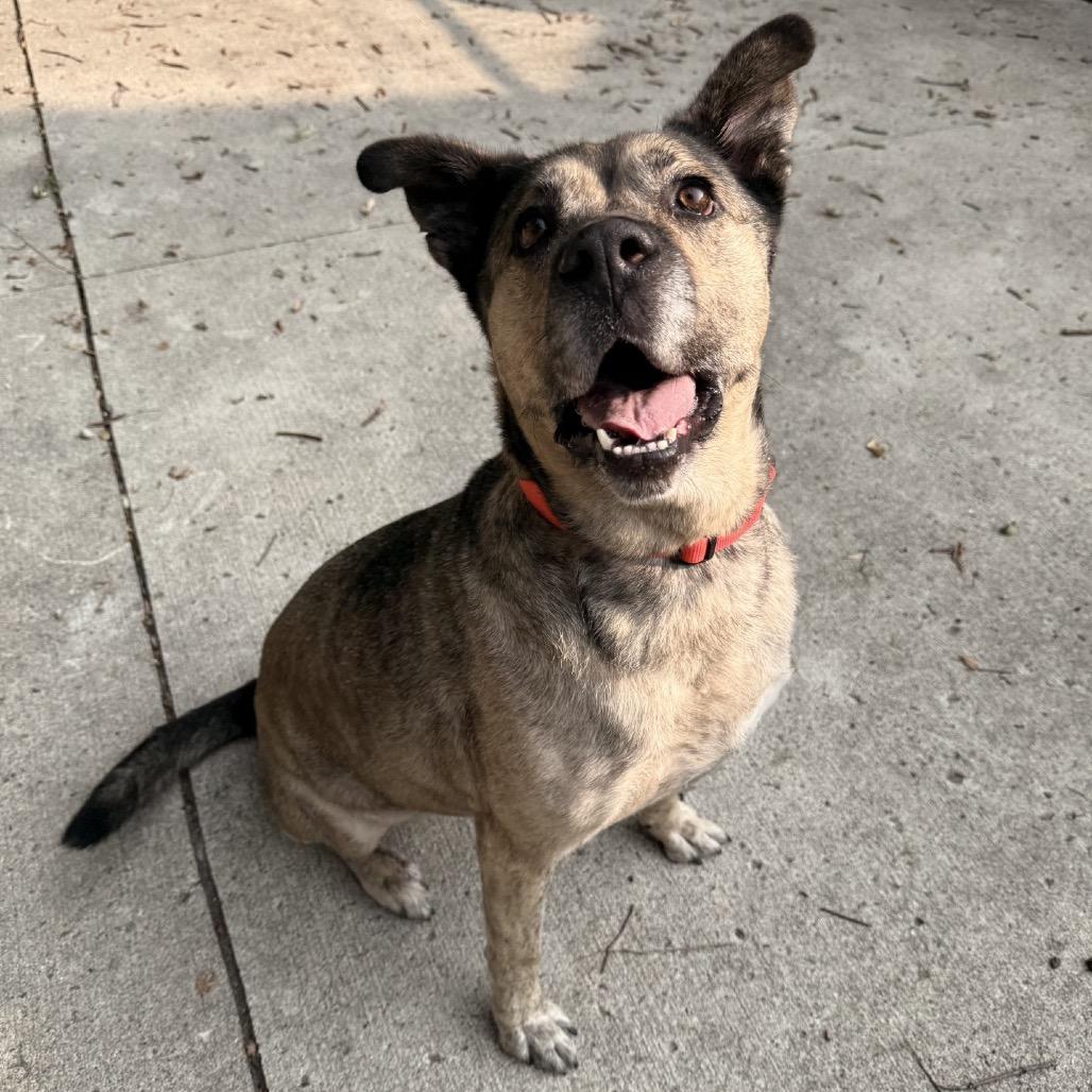 Enlarge Apricot, a Adoptable mixed breed in Indianapolis, IN image 4/6