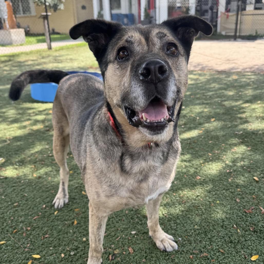 Enlarge Apricot, a Adoptable mixed breed in Indianapolis, IN image 5/6