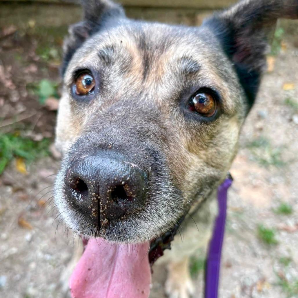 Enlarge Apricot, a Adoptable mixed breed in Indianapolis, IN image 6/6