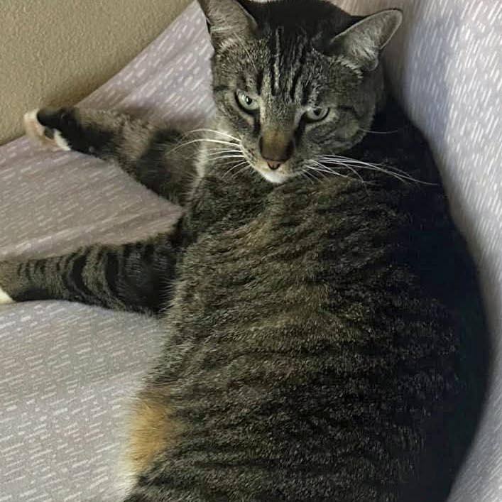 Tiger, a Adoptable Domestic Short Hair in Salem, OR image 4/4