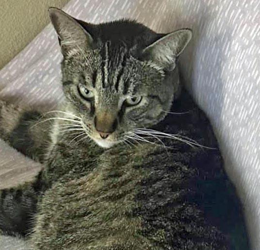 Tiger, Adoptable, Adult Male Domestic Short Hair.