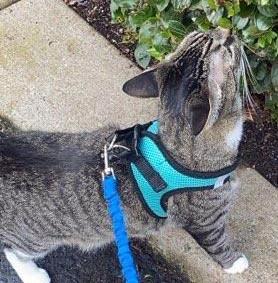 Tiger, a Adoptable Domestic Short Hair in Salem, OR image 3/4