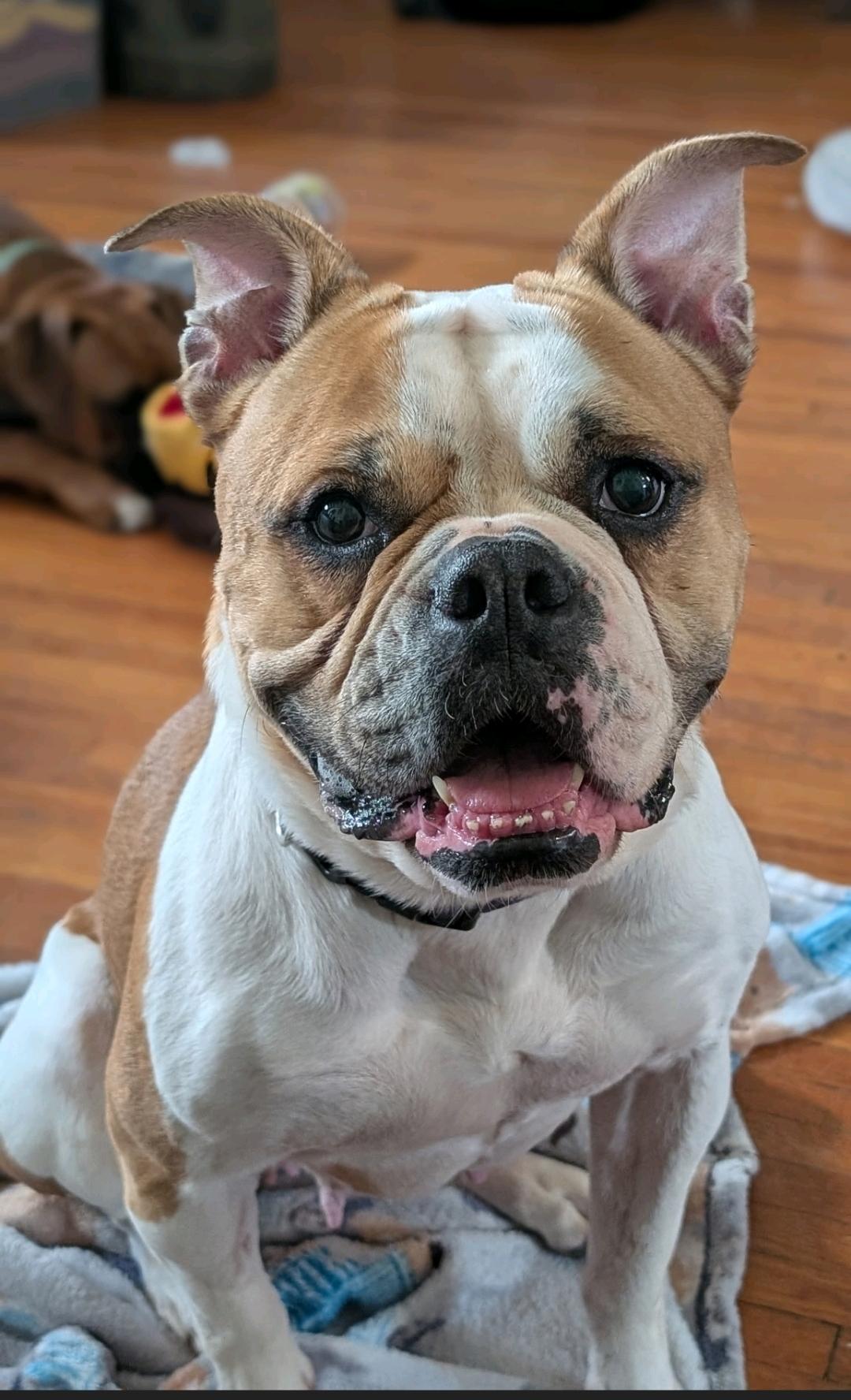 Lucy-boxer/English bulldog