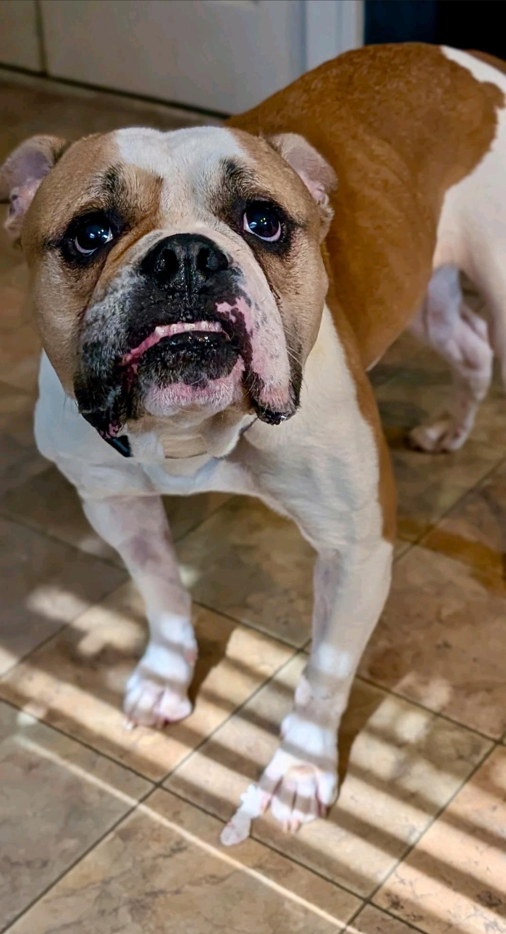 Lucy-boxer/English bulldog