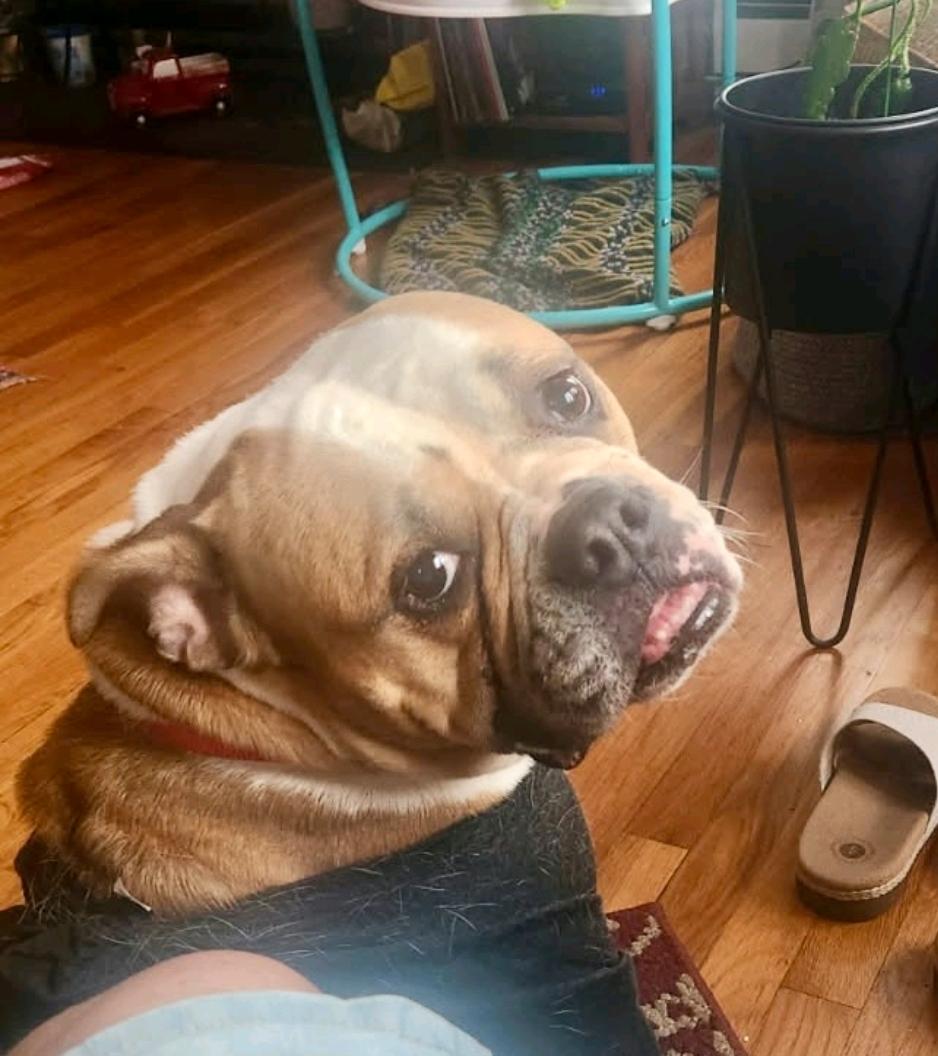 Lucy-boxer/English bulldog