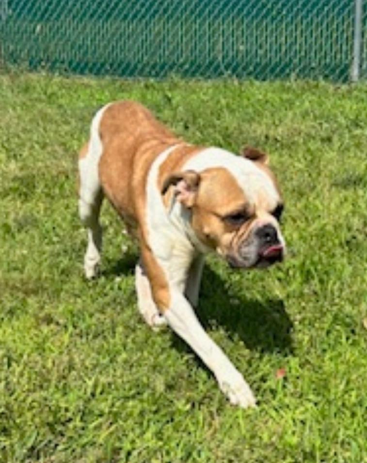 Lucy-boxer/English bulldog