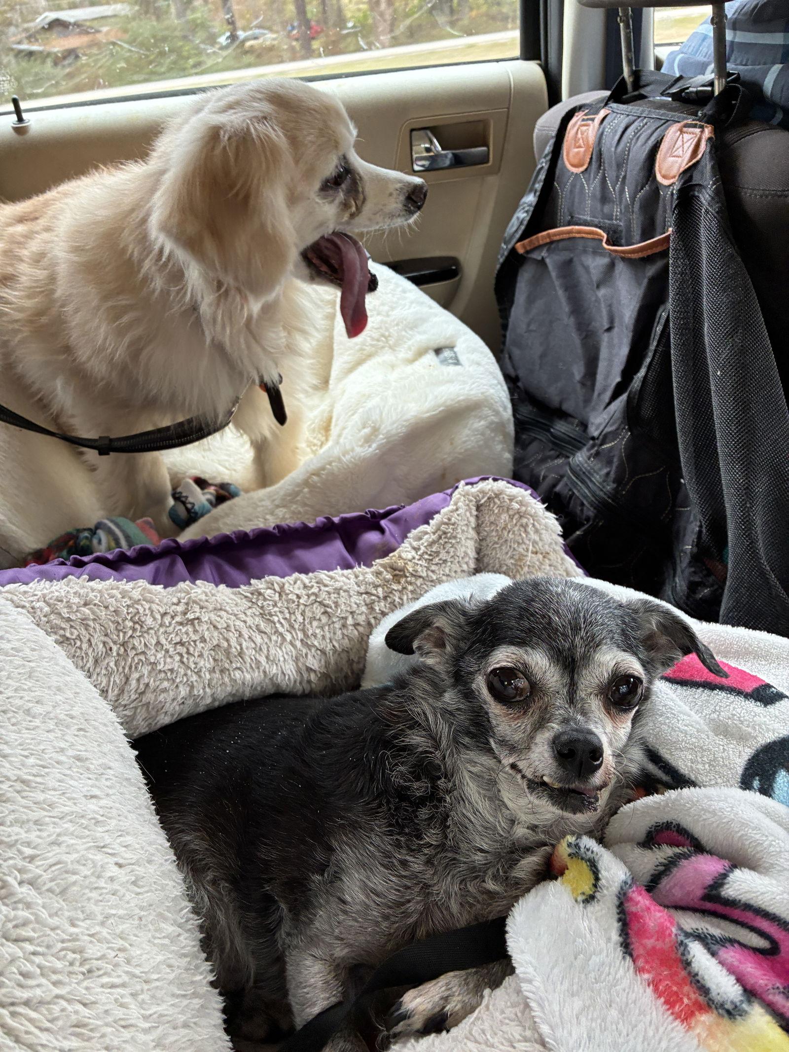 Bucky, Adoptable, Senior Male Cocker Spaniel.