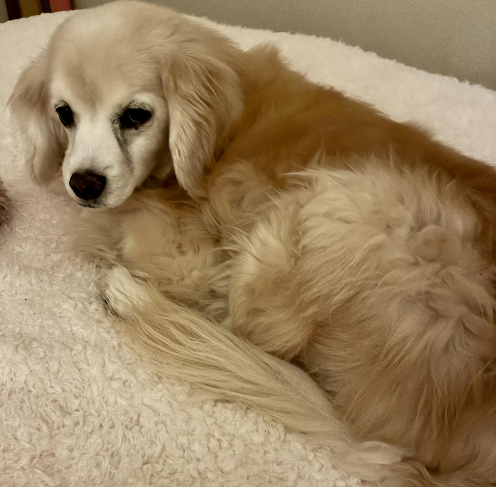 Enlarge Bucky, a Adoptable mixed breed in Middlesex, NC image 2/3