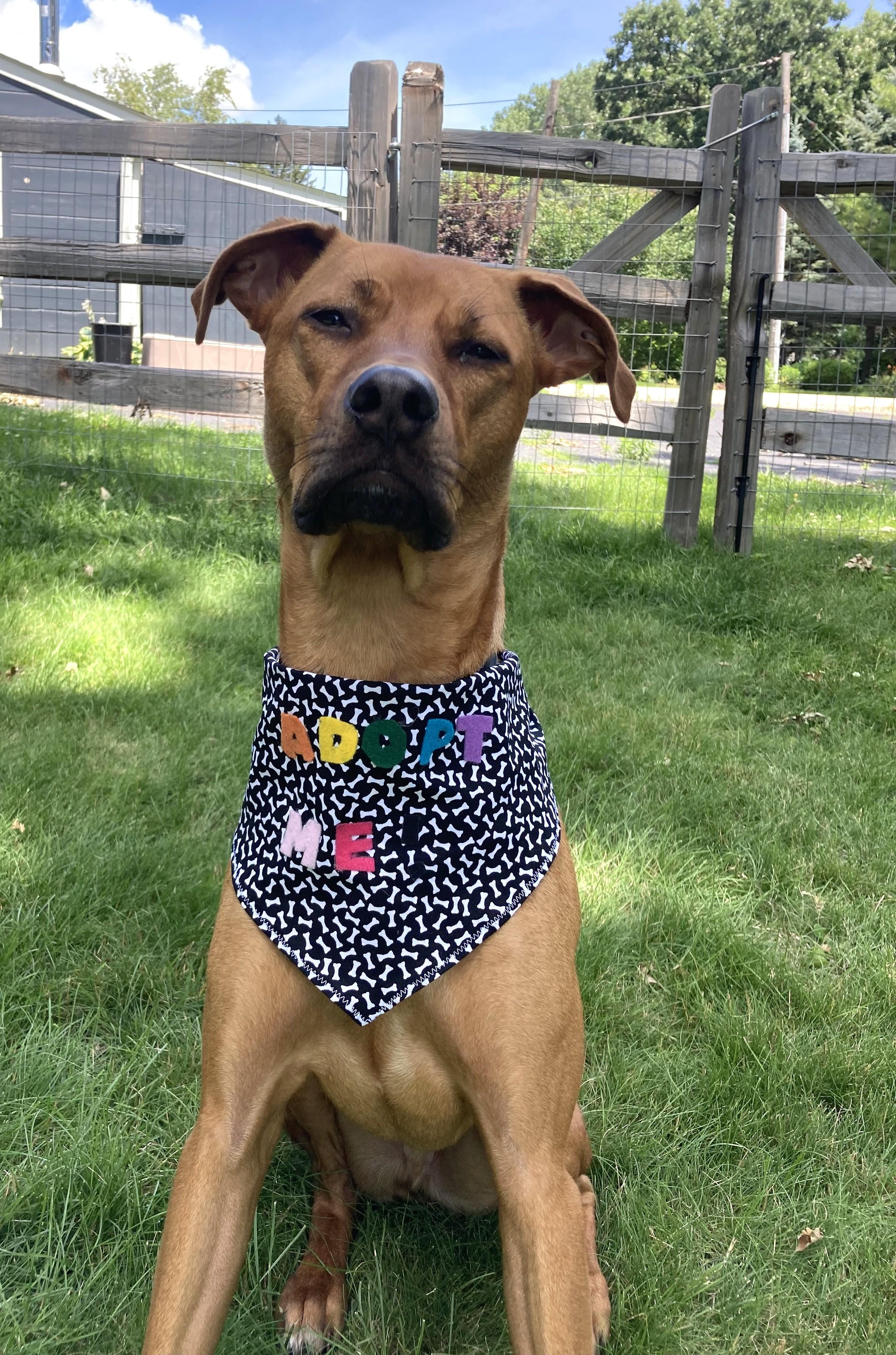 Benvolio, an adoptable mixed breed in Palatine, IL image 3/6