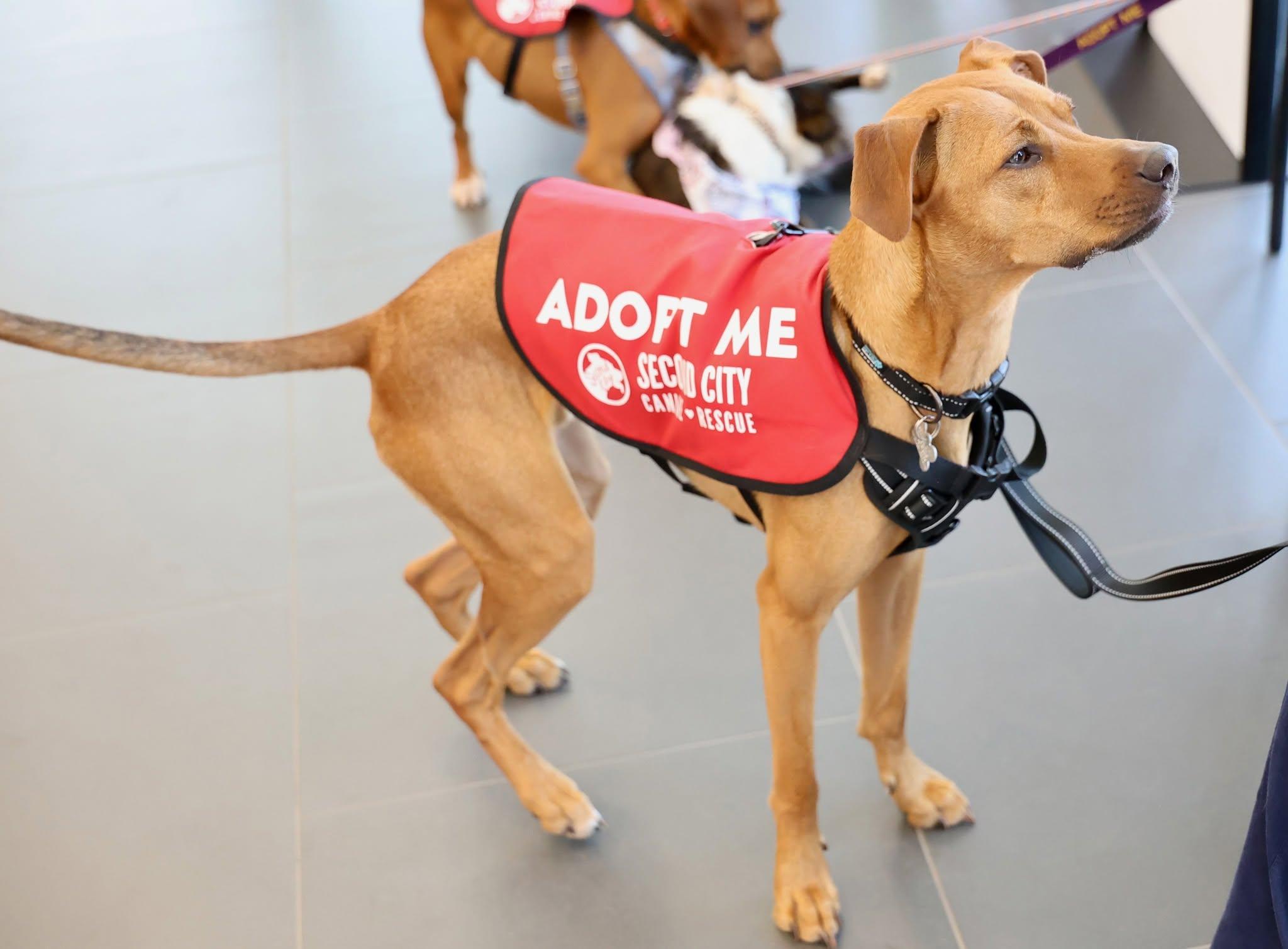 Benvolio, an adoptable mixed breed in Palatine, IL image 3/6