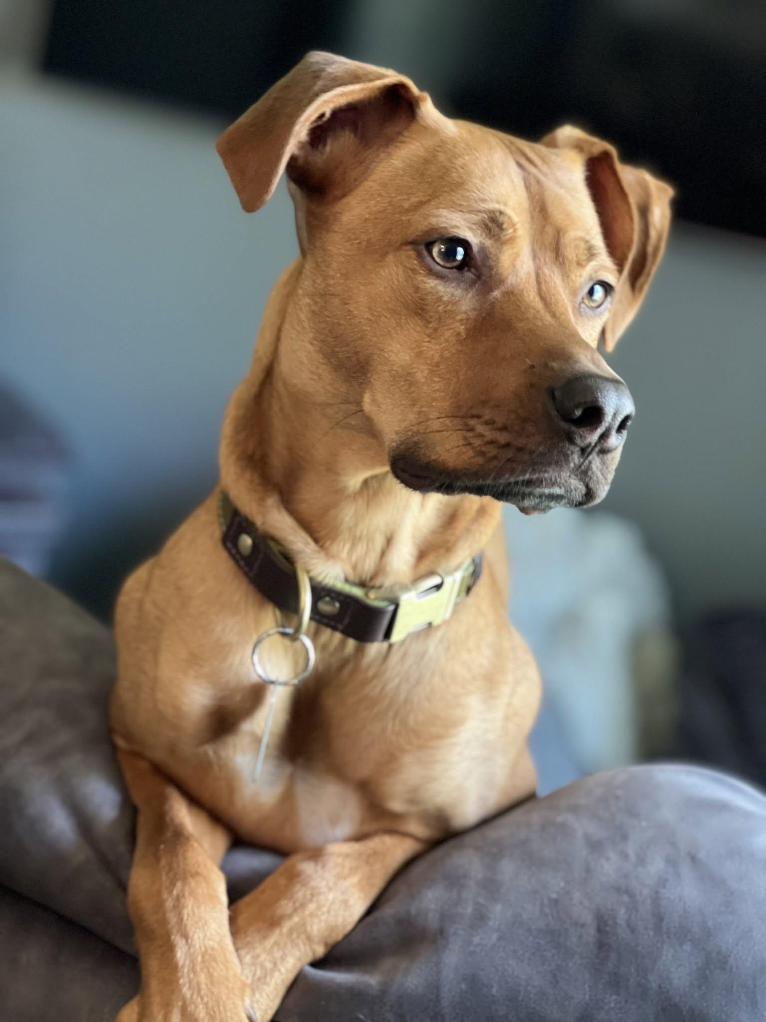 Benvolio, an adoptable mixed breed in Palatine, IL image 2/6