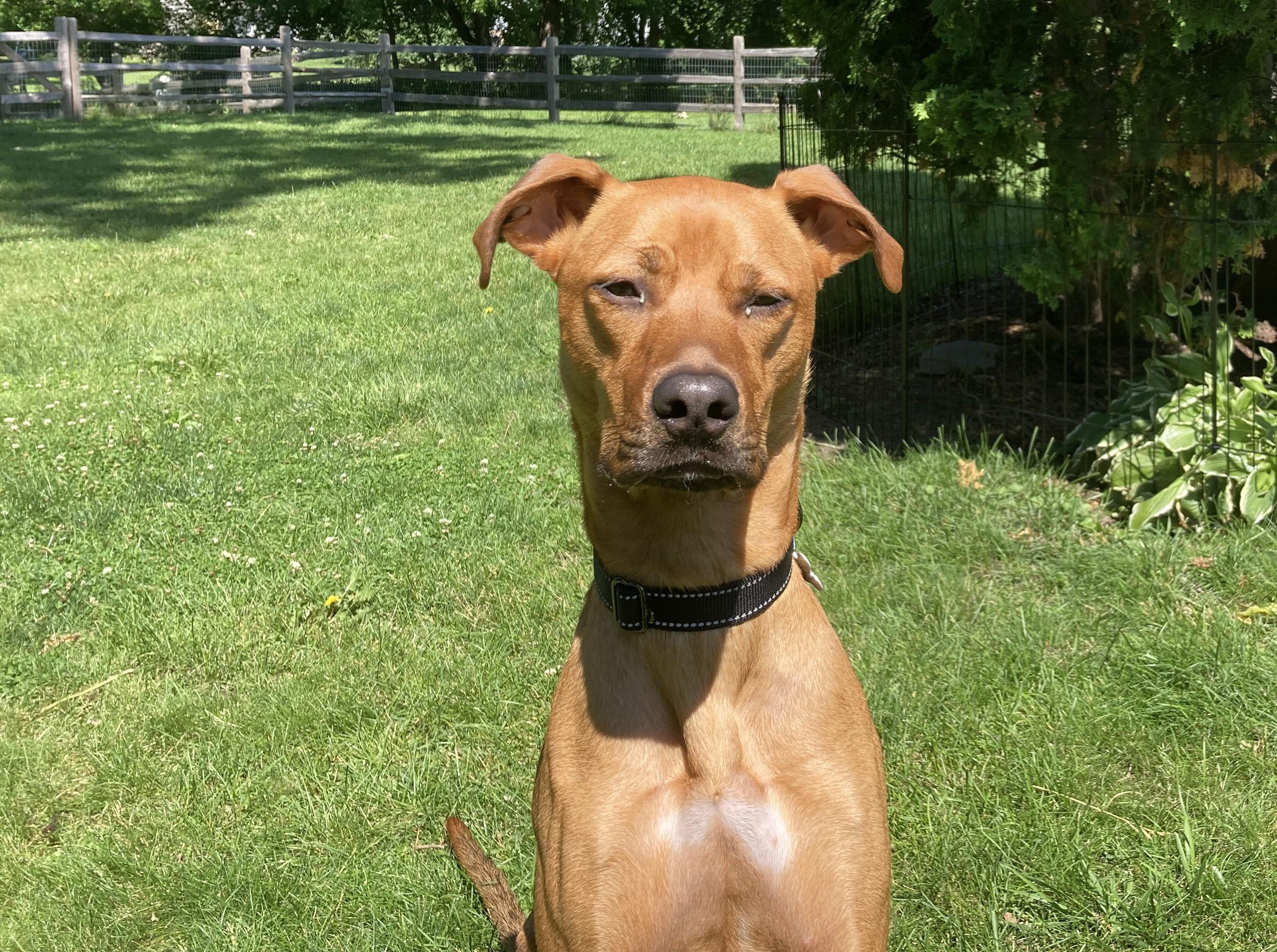 Benvolio, an adoptable mixed breed in Palatine, IL image 5/6