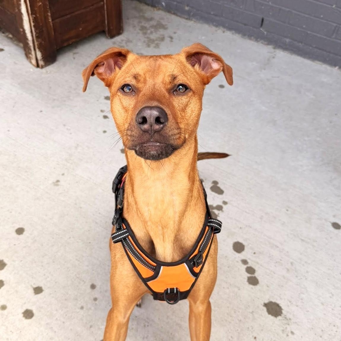 Benvolio, an adoptable mixed breed in Palatine, IL image 4/6