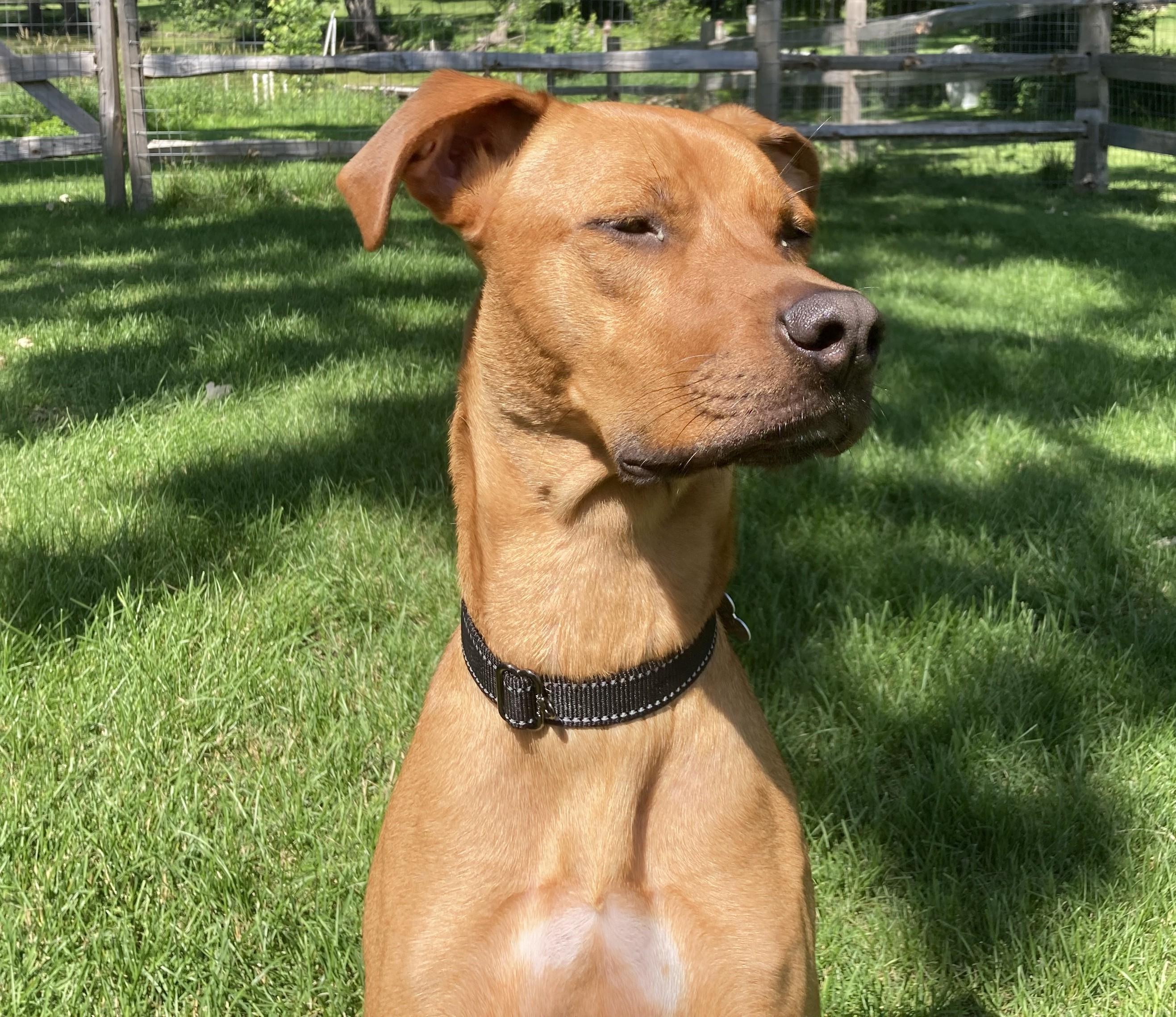 Benvolio, an adoptable mixed breed in Palatine, IL image 6/6