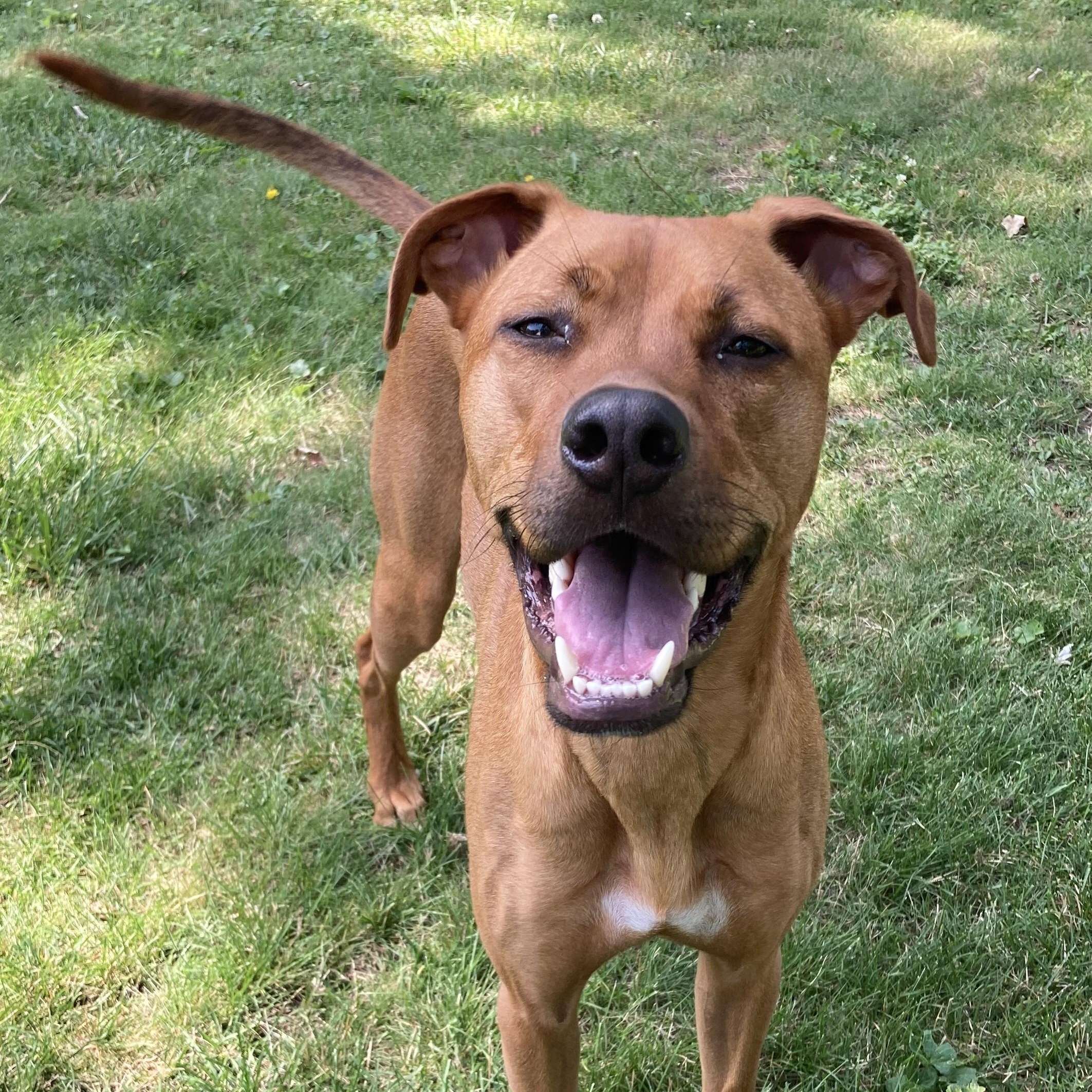 Benvolio, adoptable, Young Male Mixed Breed.