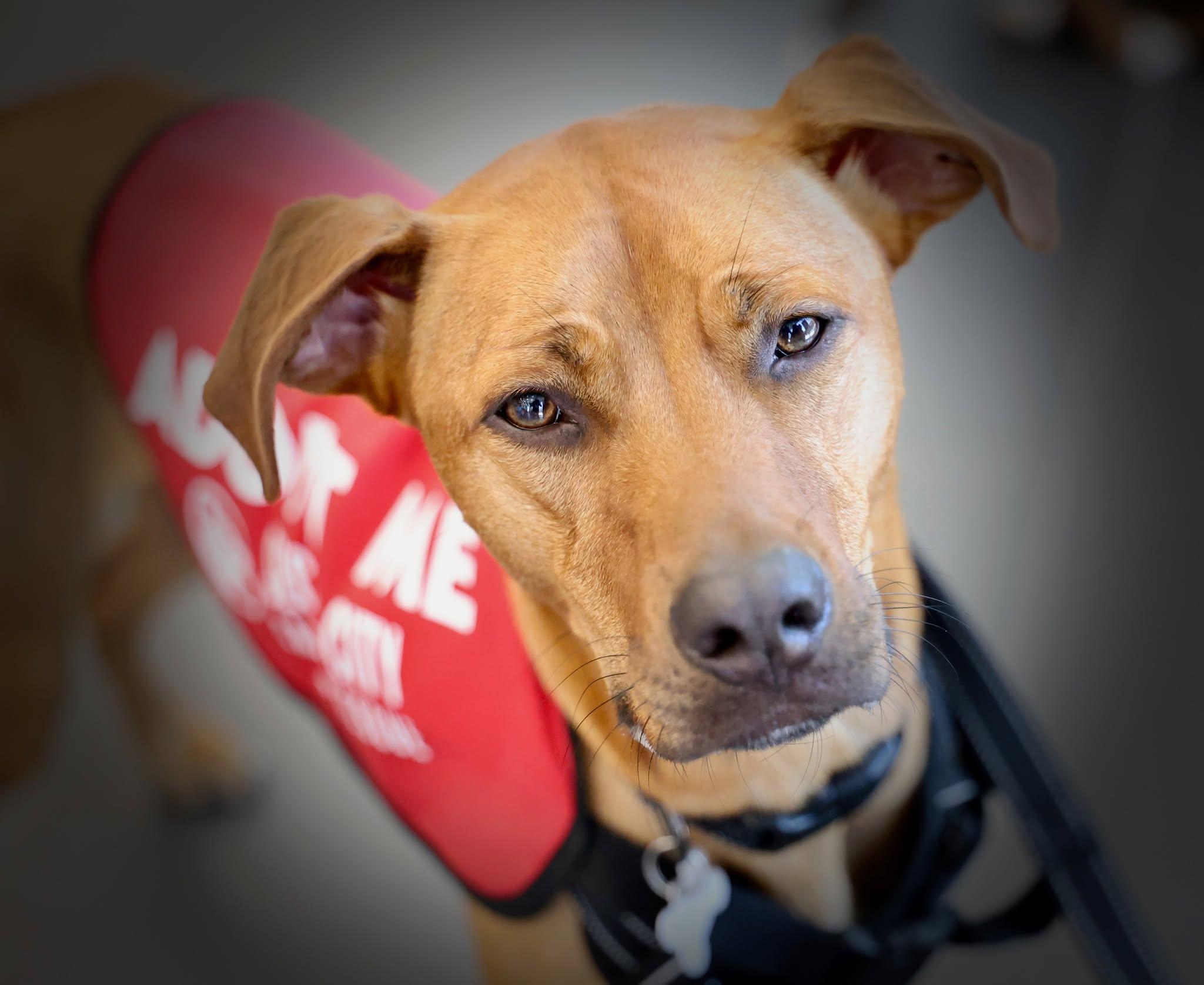 Benvolio, adoptable, Young Male Pit Bull Terrier & Hound.