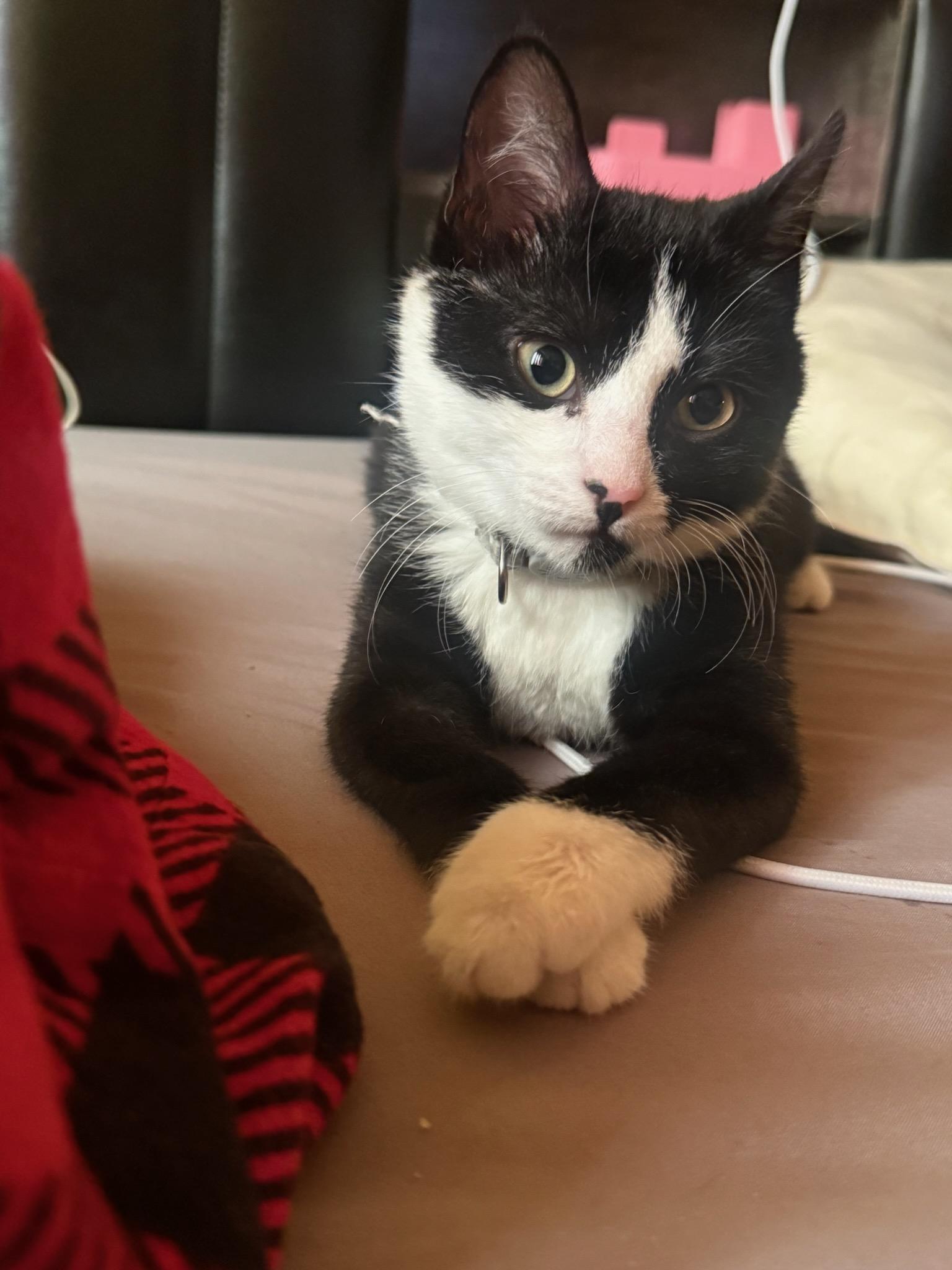 Luna, a ADOPTABLE Domestic Short Hair in Melrose, MA image 1/6