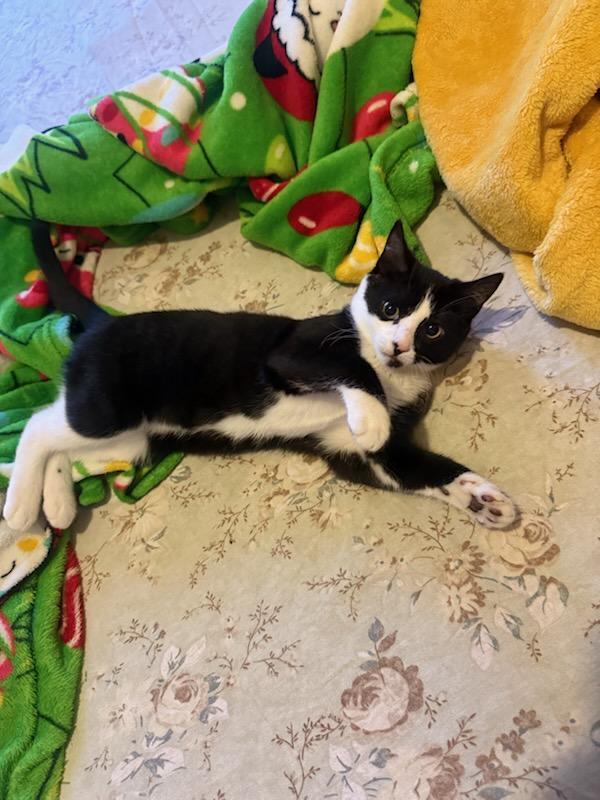 Luna, a ADOPTABLE Domestic Short Hair in Melrose, MA image 4/6