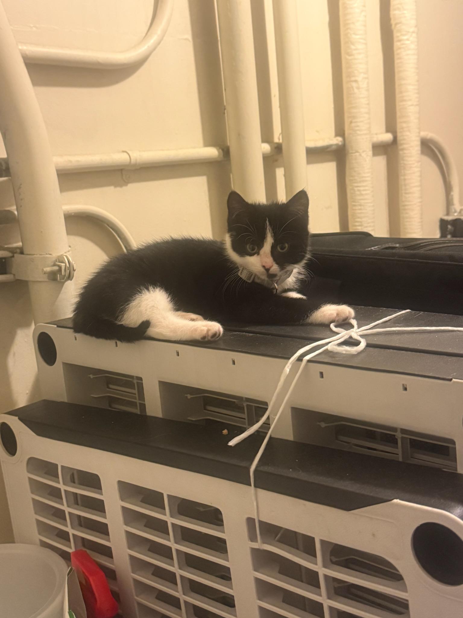 Luna, a ADOPTABLE Domestic Short Hair in Melrose, MA image 2/6