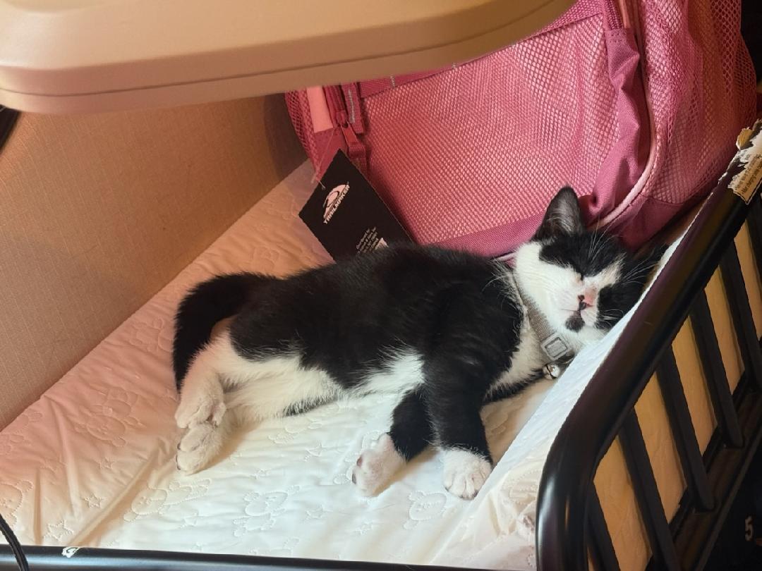 Luna, a ADOPTABLE Domestic Short Hair in Melrose, MA image 3/6