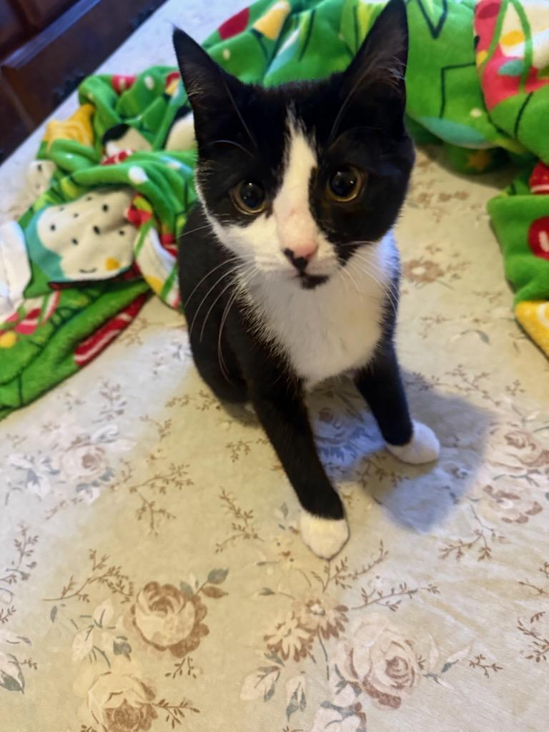 Luna, a ADOPTABLE Domestic Short Hair in Melrose, MA image 5/6