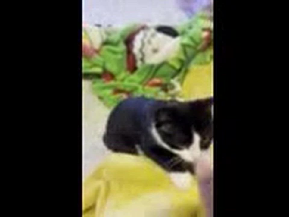 Enlarge Luna, a ADOPTABLE Domestic Short Hair in Melrose, MA video 6/6