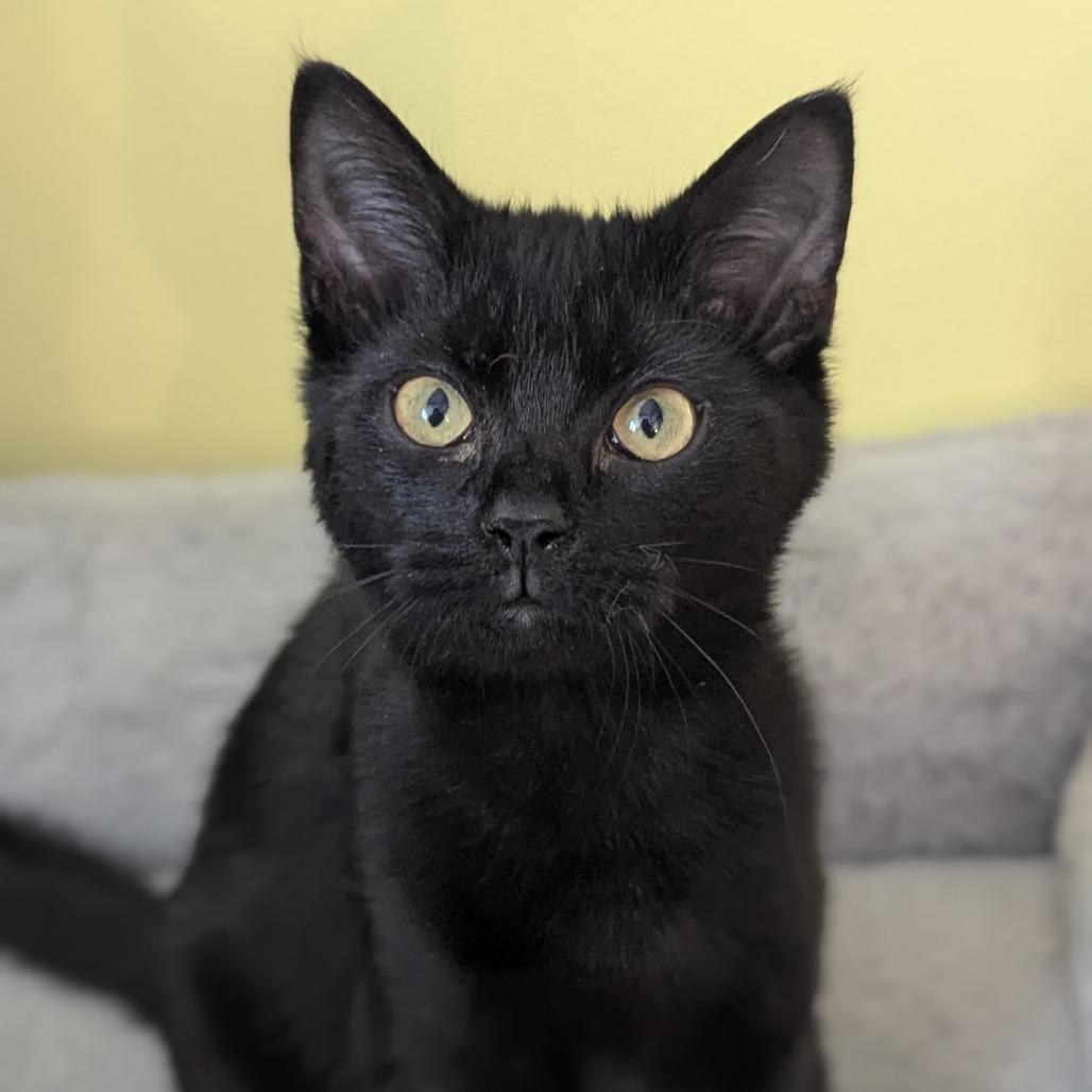 Ella, adoptable, Kitten Female Domestic Short Hair.