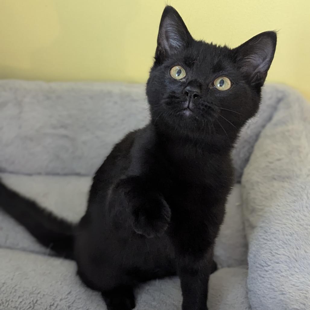 Enlarge Ella, an adoptable Domestic Short Hair in Fenton, MI image 2/3