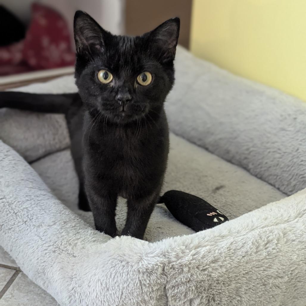 Enlarge Ella, an adoptable Domestic Short Hair in Fenton, MI image 3/3