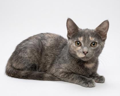 Stripe, ADOPTABLE, Kitten Female Domestic Short Hair & American Shorthair.
