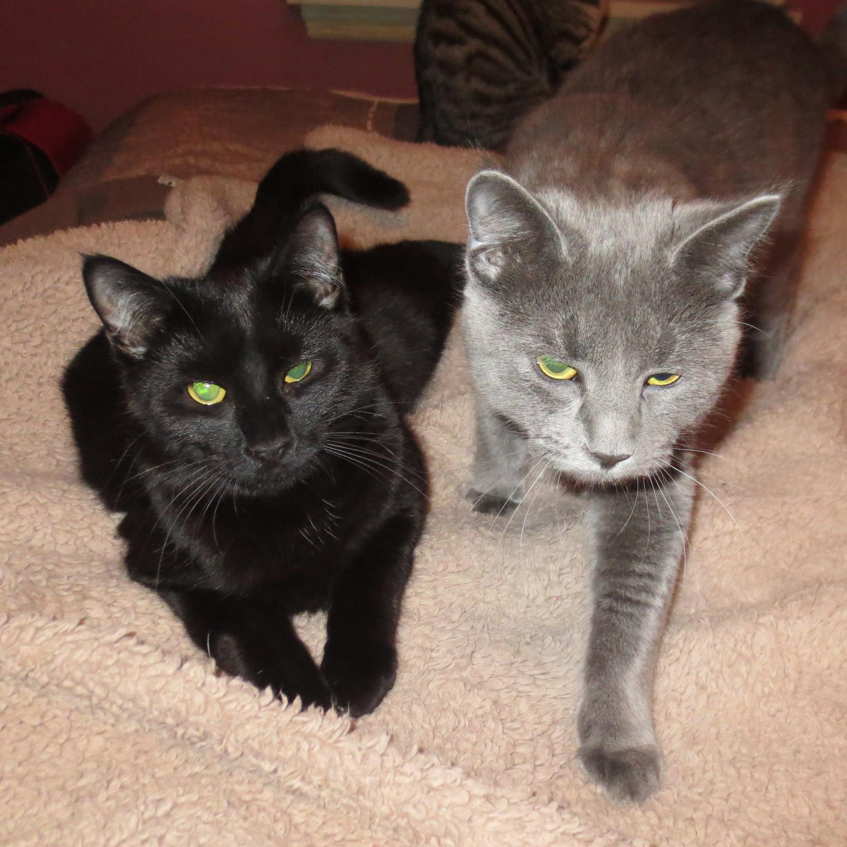 Enlarge Luna, a Adoptable Domestic Short Hair in Harrisburg, PA image 5/6