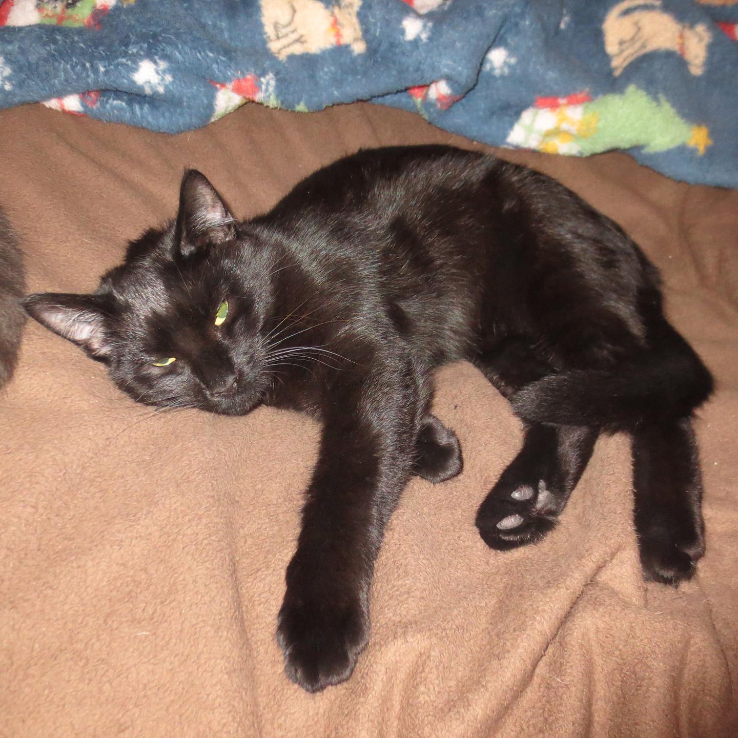 Enlarge Luna, a Adoptable Domestic Short Hair in Harrisburg, PA image 3/6