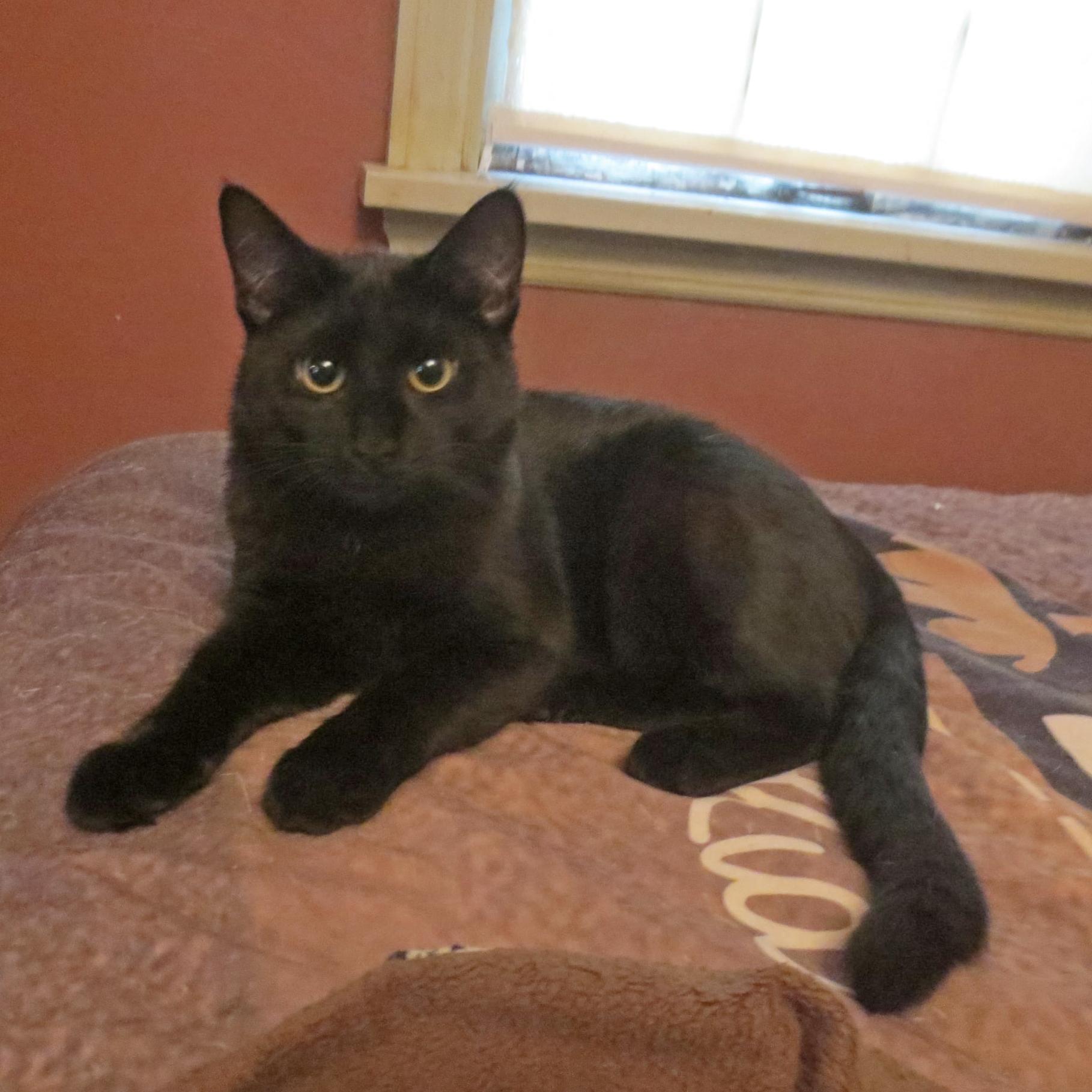 Luna, adopted, Kitten Female Domestic Short Hair.