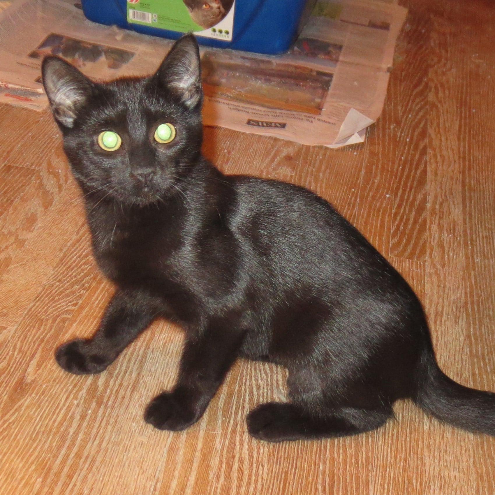 Enlarge Luna, a Adoptable Domestic Short Hair in Harrisburg, PA image 4/6