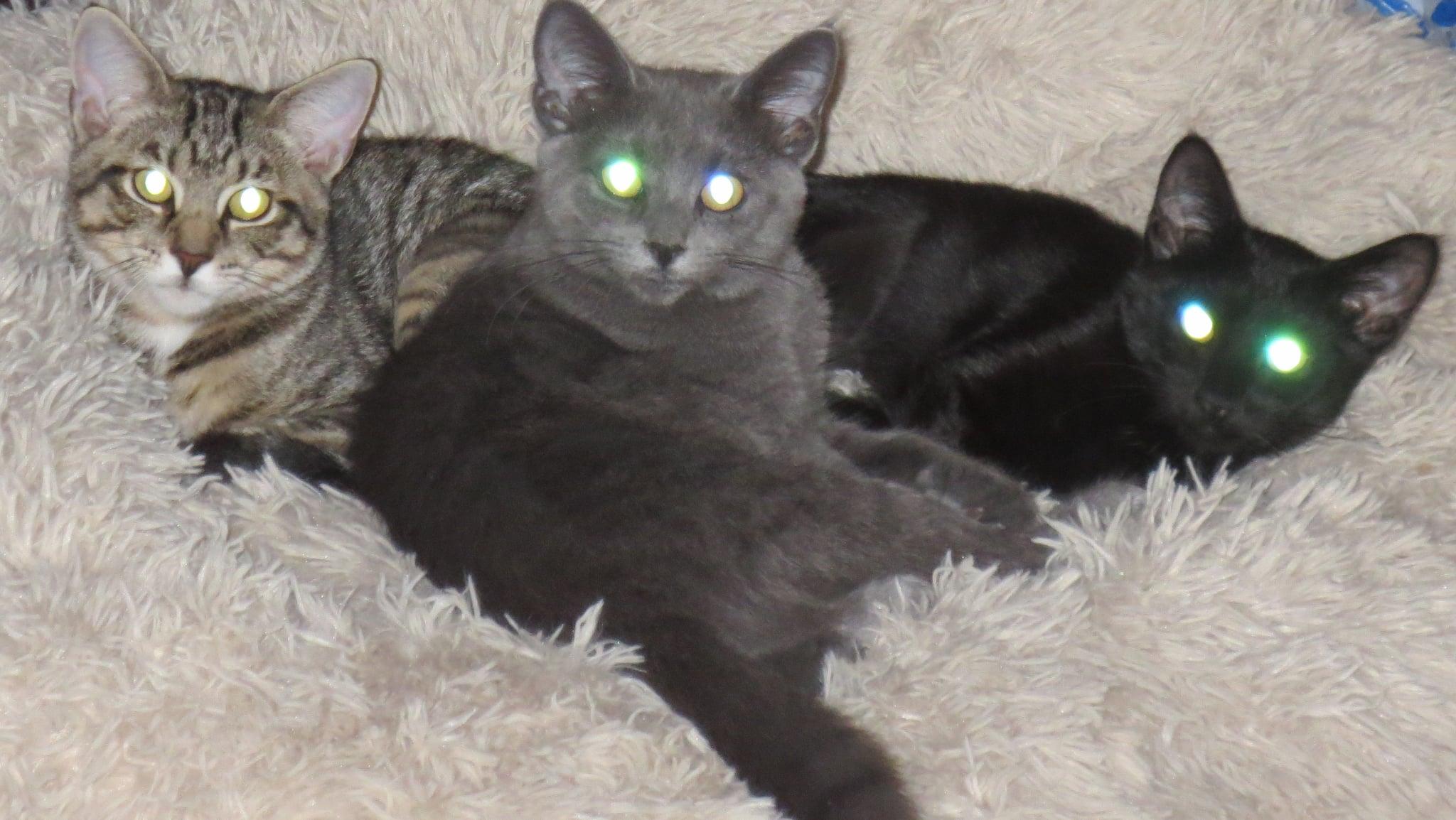 Enlarge Luna, a Adoptable Domestic Short Hair in Harrisburg, PA image 2/6