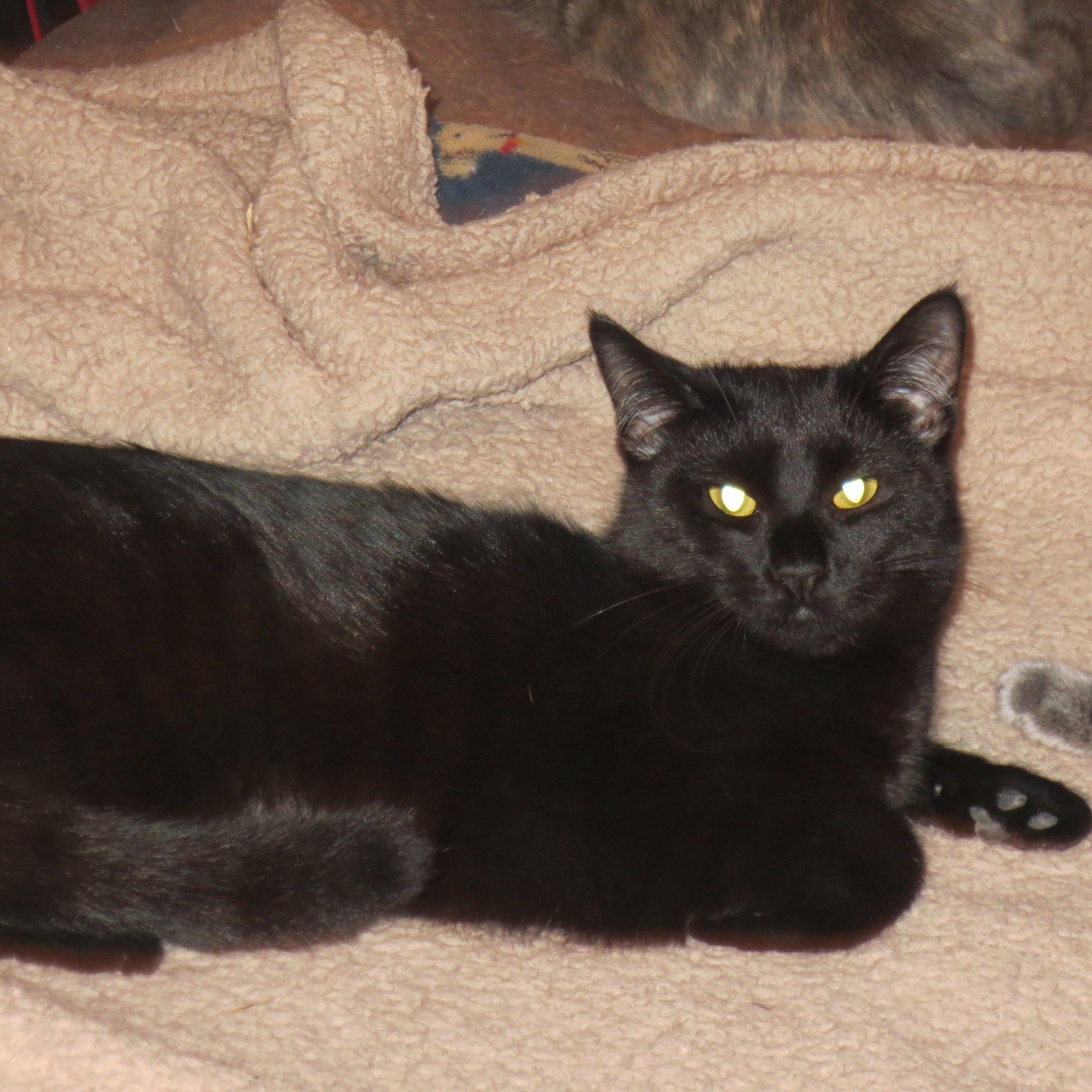 Enlarge Luna, a Adoptable Domestic Short Hair in Harrisburg, PA image 6/6