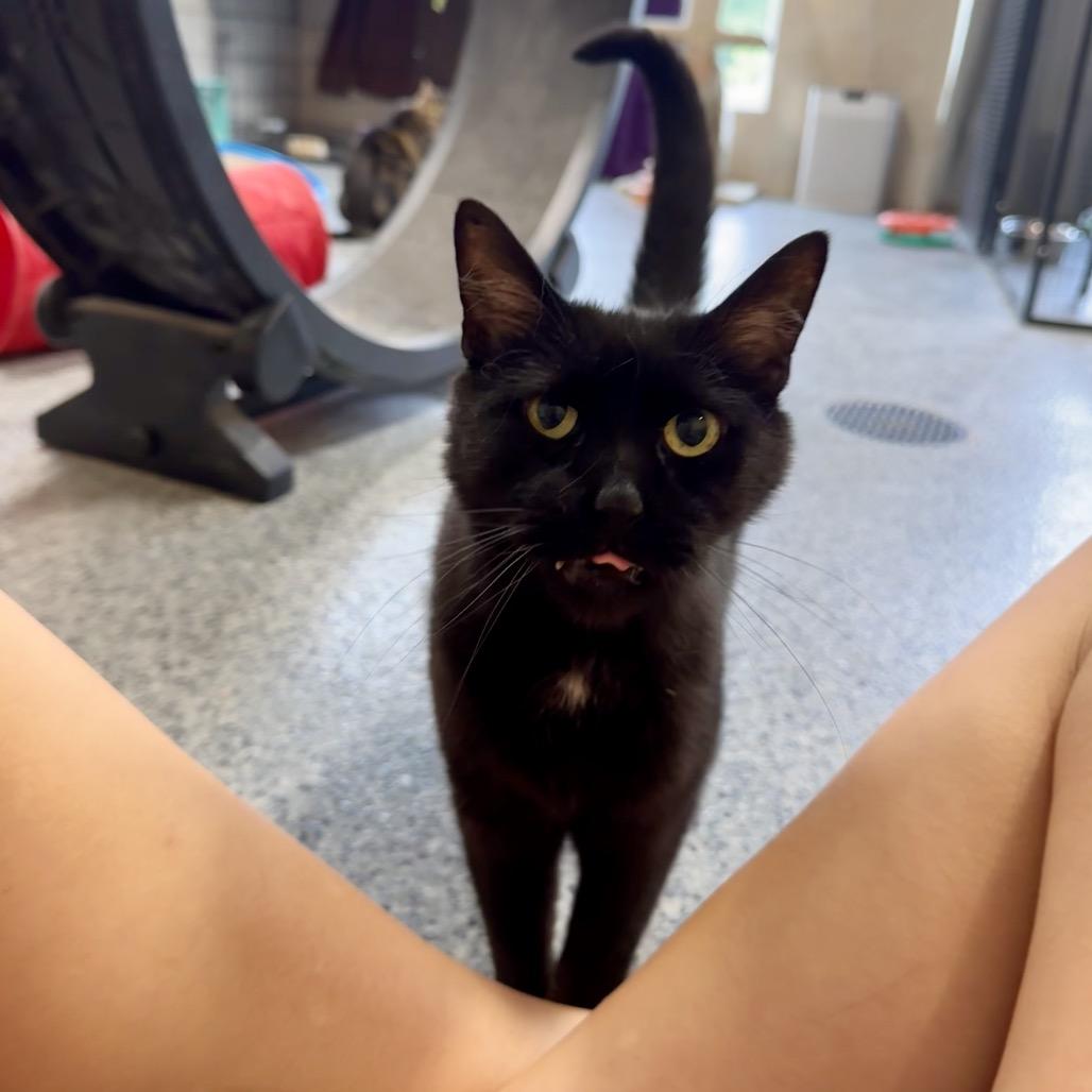 Sidney, Adoptable, Senior Male Domestic Short Hair.