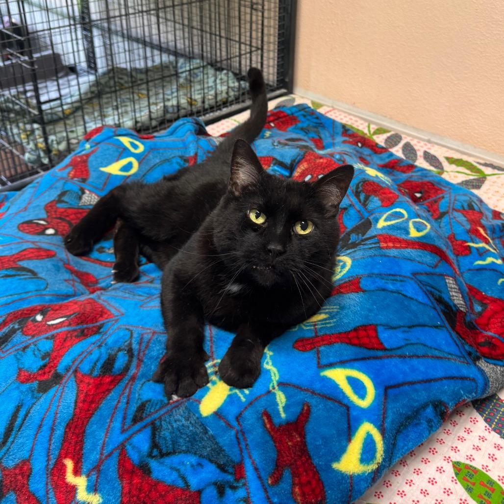 Sidney, Adoptable, Senior Male Domestic Short Hair.