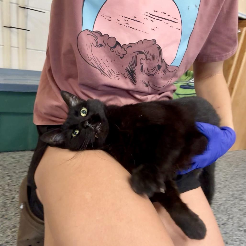 Sidney, a Adoptable Domestic Short Hair in Mondovi, WI image 3/6