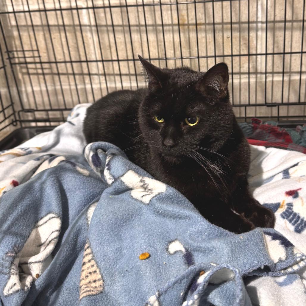 Sidney, Adoptable, Senior Male Domestic Short Hair.