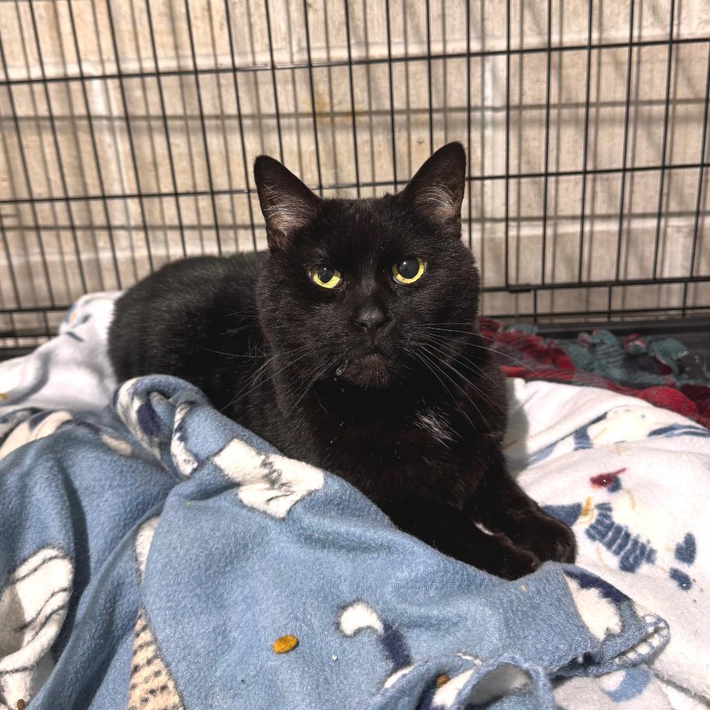 Enlarge Sidney, a Adoptable Domestic Short Hair in Mondovi, WI image 2/2