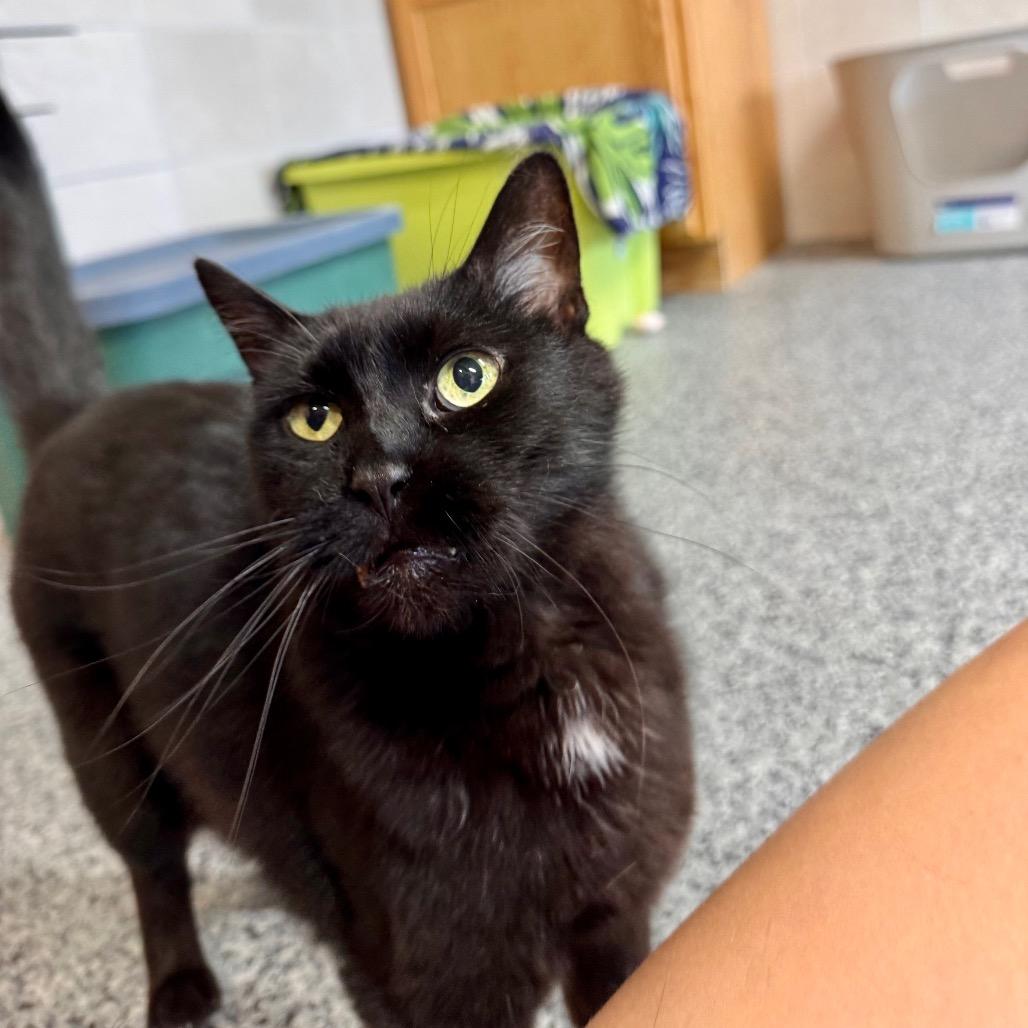 Sidney, a Adoptable Domestic Short Hair in Mondovi, WI image 5/6